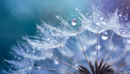 Fotobehang Beautiful dew drops on a dandelion seed macro Beautiful soft light blue and violet background Water  © anandart