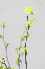 Spring birch twigs with young blooming green leaves