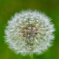 Dandelion with seeds on a green background, close- up. - 775197131