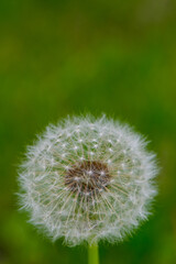 Dandelion with seeds on a green background, close- up. - 775197181