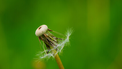 Dandelion with fallen seeds on a green background. - 775197385