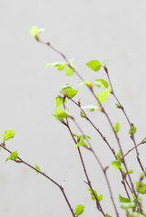 Beauty in Nature. Spring. Birch twigs with young blooming green leaves. Close-up.