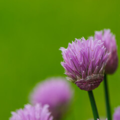 Violet flowers of wild onion on a blurry green background. - 775197548