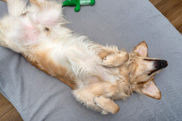 A young male golden retriever lies on the couch on his back in the living room at home, eager to play.
