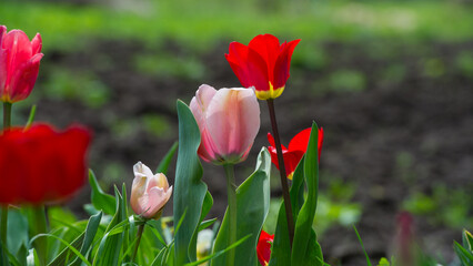 Multi- colored flowering tulips in the village garden. - 775197917