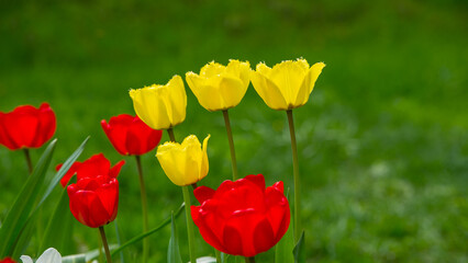 Multi- colored flowering tulips in the village garden. - 775197994