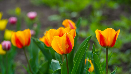 Multi- colored flowering tulips in the village garden.