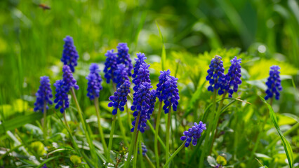 Violet flowers of mouse hyacinth on a green background of grass. - 775198148