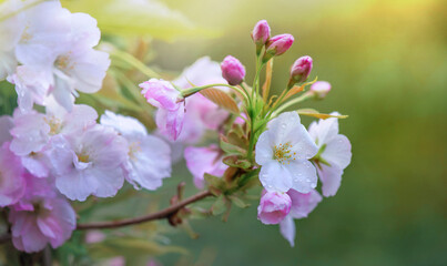 Fototapeta premium branch of flowering cherry tree covered in white and pink blossoms on soft background