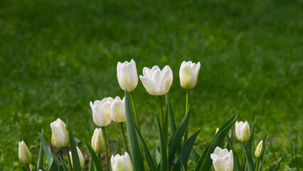 White flowering tulips in the village garden. - 775198166