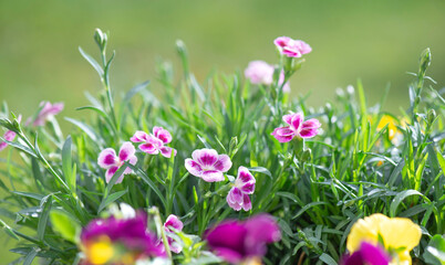Obraz premium closeup up on beautiful colorful flowers of carnation and viola in a garden