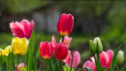 Multi- colored flowering tulips in the village garden. - 775198338