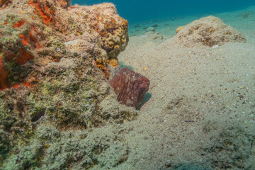Octopus king of camouflage in the Red Sea, Eilat Israel 

