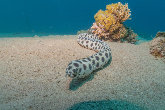 Tiger Snake Eel in the Red Sea Colorful and beautiful, Eilat Israel
