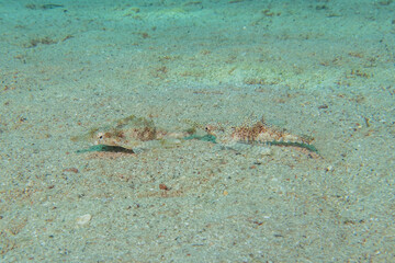 Fish swimming in the Red Sea, colorful fish, Eilat Israel
