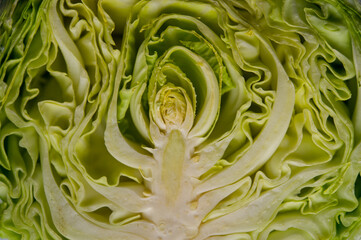 Cutted head of raw cabbage, close- up. - 775198993