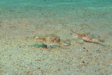 Fish swimming in the Red Sea, colorful fish, Eilat Israel
