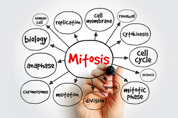 Mitosis mind map, medical concept for presentations and reports