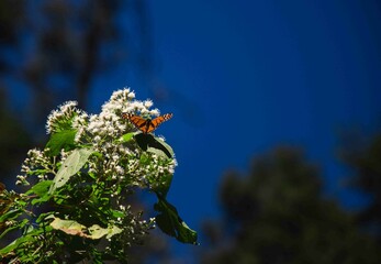 Mariposa monarca parada en una flor - obrazy, fototapety, plakaty