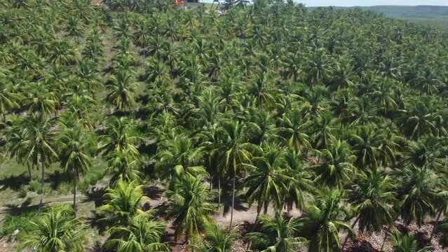 Vis&atilde;o a&eacute;rea de um coqueiral na praia do Gunga, Alagoas