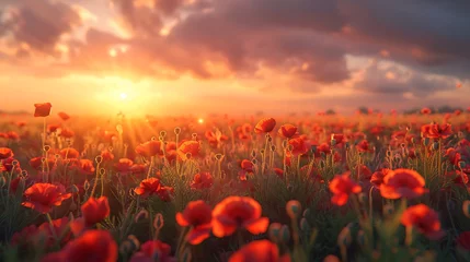 Deurstickers A sunrise over a field of poppies - nature's awakening © MuhammadInaam