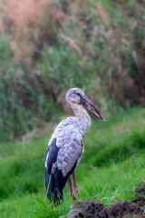 Asian Openbill in green field bear the lake