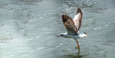 Seagull Bird in flight mode in lake
