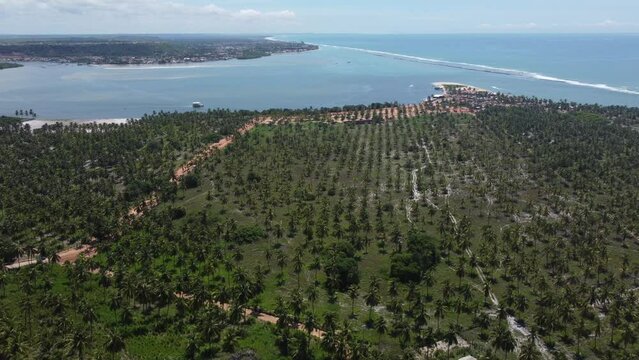 Planta&ccedil;&atilde;o de &aacute;rvores coqueiros pr&oacute;ximo a praia do gunga em alagoas