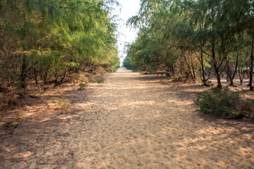 Beautiful landscape of Ocean  road of golden Sea beach