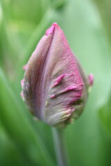tulipany - obrazy, fototapety, plakaty
