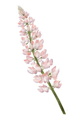 Pink lupine flower watercolor illustration isolated on transparent background for botanical stickers, compositions, wedding invitations, packaging, cards, labels, textile prints etc.