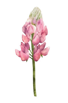 Pink lupine flower watercolor illustration isolated on transparent background for botanical stickers, compositions, wedding invitations, packaging, cards, labels, textile prints etc.