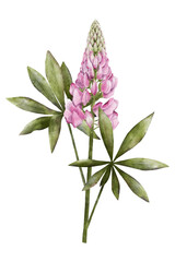 Pink lupine flower with green leaves watercolor illustration isolated on transparent background for botanical stickers, compositions, wedding invitations, packaging, cards, labels, textile prints etc.