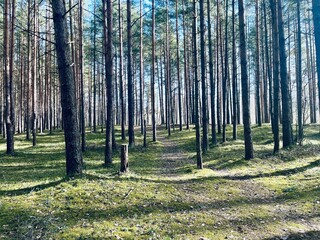 Natural forest background, fir trees, moss on the ground, fairy tail 