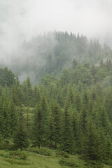 Forest in the fog, rainy and foggy morning in the mountains. Top of pine and spruce in the...
