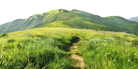 Idyllic mountain path through vibrant meadow and pine trees isolated on transparent background