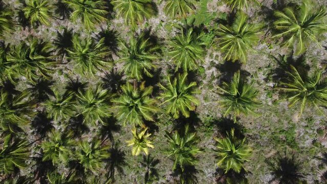 &Aacute;rvores coqueiros pr&oacute;ximo a praia do Gunga em Alagoas