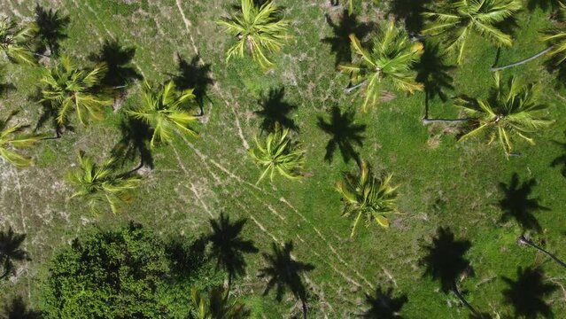 Vis&atilde;o a&eacute;rea de &aacute;rvores coqueiros em uma planta&ccedil;&atilde;o de cocos em alagoas, brasil