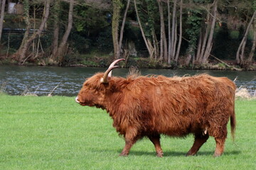 Scottish Highland cattle against river background on green gras.