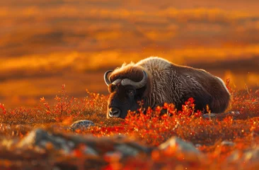 Papier Peint photo autocollant Parc national du Cap Le Grand, Australie occidentale A musk ox surrounded by vibrant autumn colors of orange and red on the tundra ground nearby the coastal Boltzree National Park
