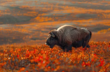 Papier Peint photo Parc national du Cap Le Grand, Australie occidentale A musk ox surrounded by vibrant autumn colors of orange and red on the tundra ground nearby the coastal Boltzree National Park