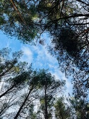 fir trees tops in the sky 