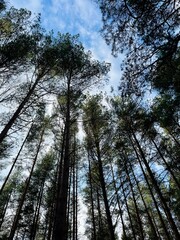 fir trees tops in the sky 