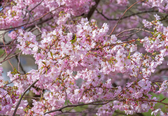 Prächtige Kirschblüte im Frühling in München, Bayern, Deutschland - 775215170
