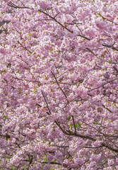 Prächtige Kirschblüte im Frühling in München, Bayern, Deutschland - 775215198
