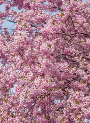 Prächtige Kirschblüte im Frühling in München, Bayern, Deutschland - 775215396
