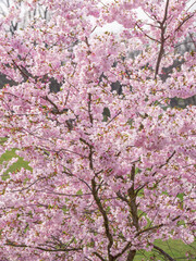 Prächtige Kirschblüte im Frühling in München, Bayern, Deutschland - 775215515