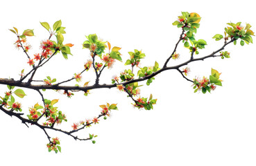 Delicate flowers blooming on a tree branch, a sign of spring's arrival isolated on transparent background