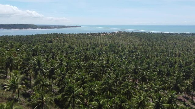 Visão aérea de árvores de coco próximo a praia do Gunga em Alagoas