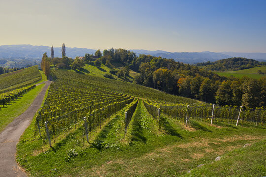 Vineyards in southern Styria in Austria.